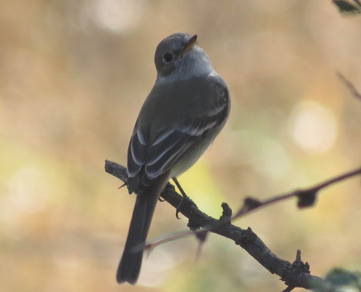 Gray Flycatcher - Anonymous