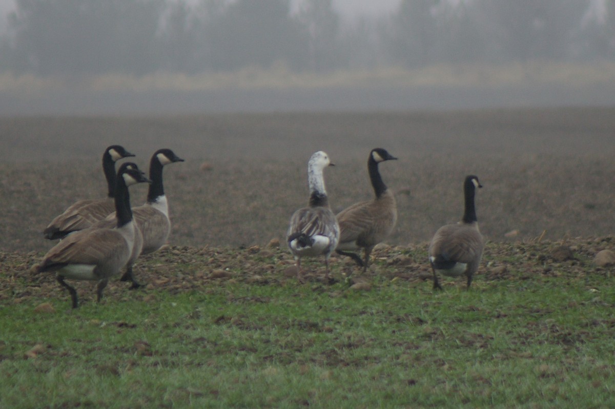 Snow Goose - ML74775111