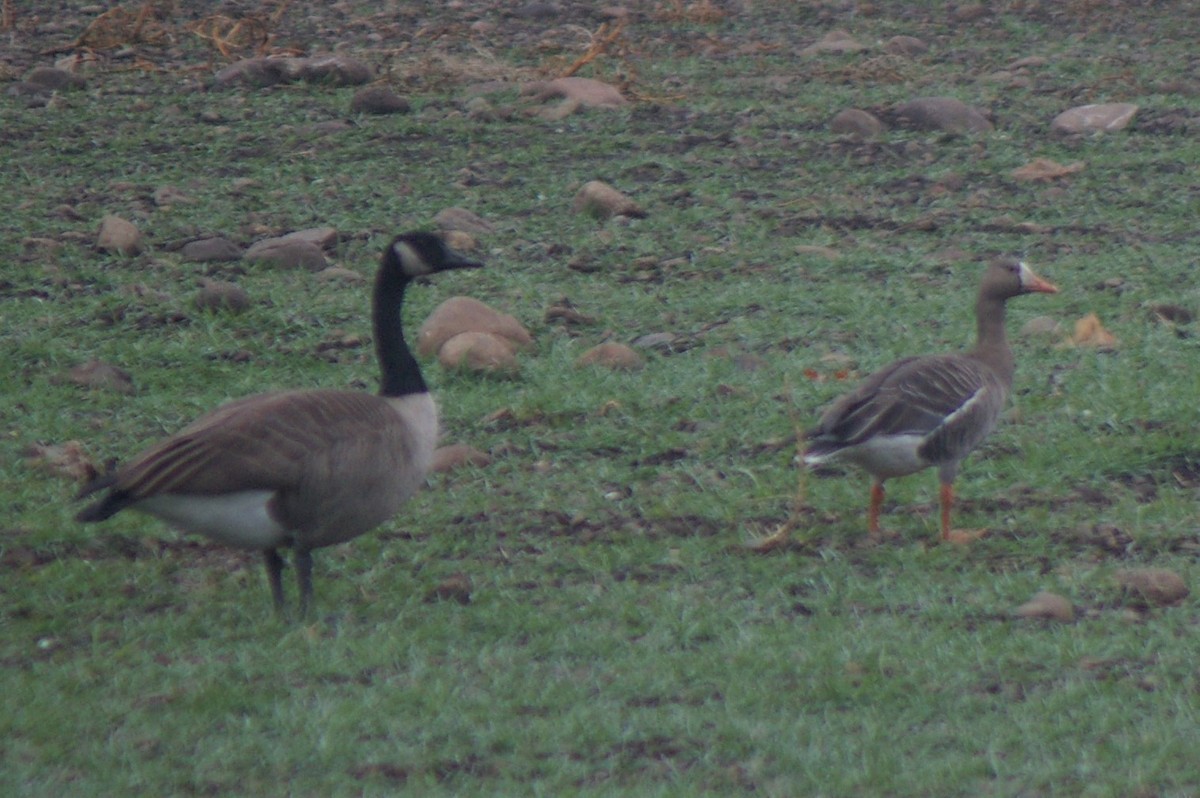 Greater White-fronted Goose - ML74775171