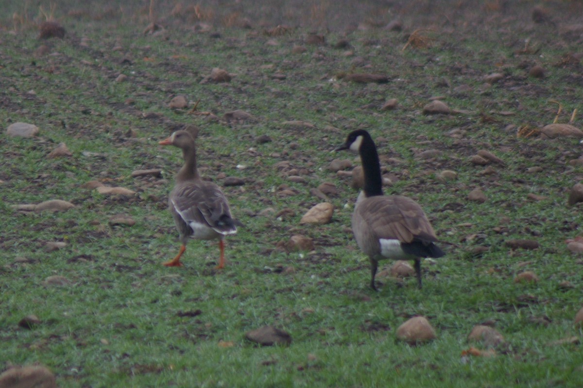 Greater White-fronted Goose - ML74775181