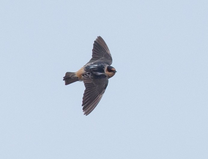 Cave Swallow (Texas) - ML74776861