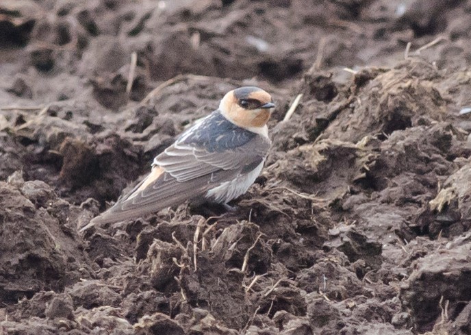 vlaštovka jeskynní (ssp. pallida) - ML74776871