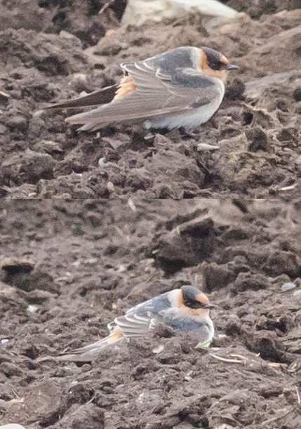 Cave Swallow (Texas) - ML74776901