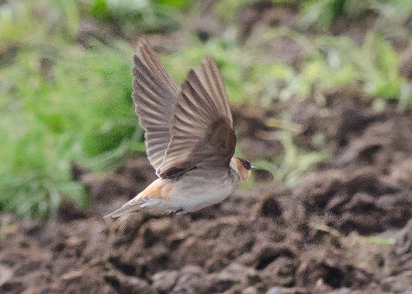 Cave Swallow (Texas) - ML74776921