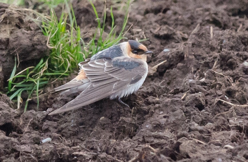 Cave Swallow (Texas) - ML74776971