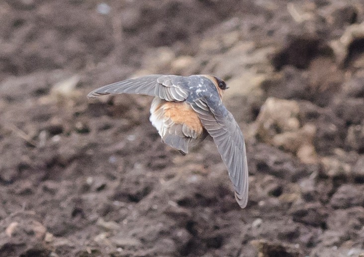 Cave Swallow (Texas) - ML74777011