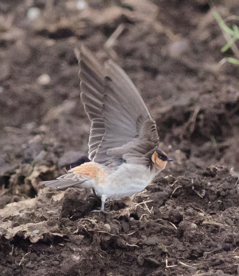 Cave Swallow (Texas) - ML74777021