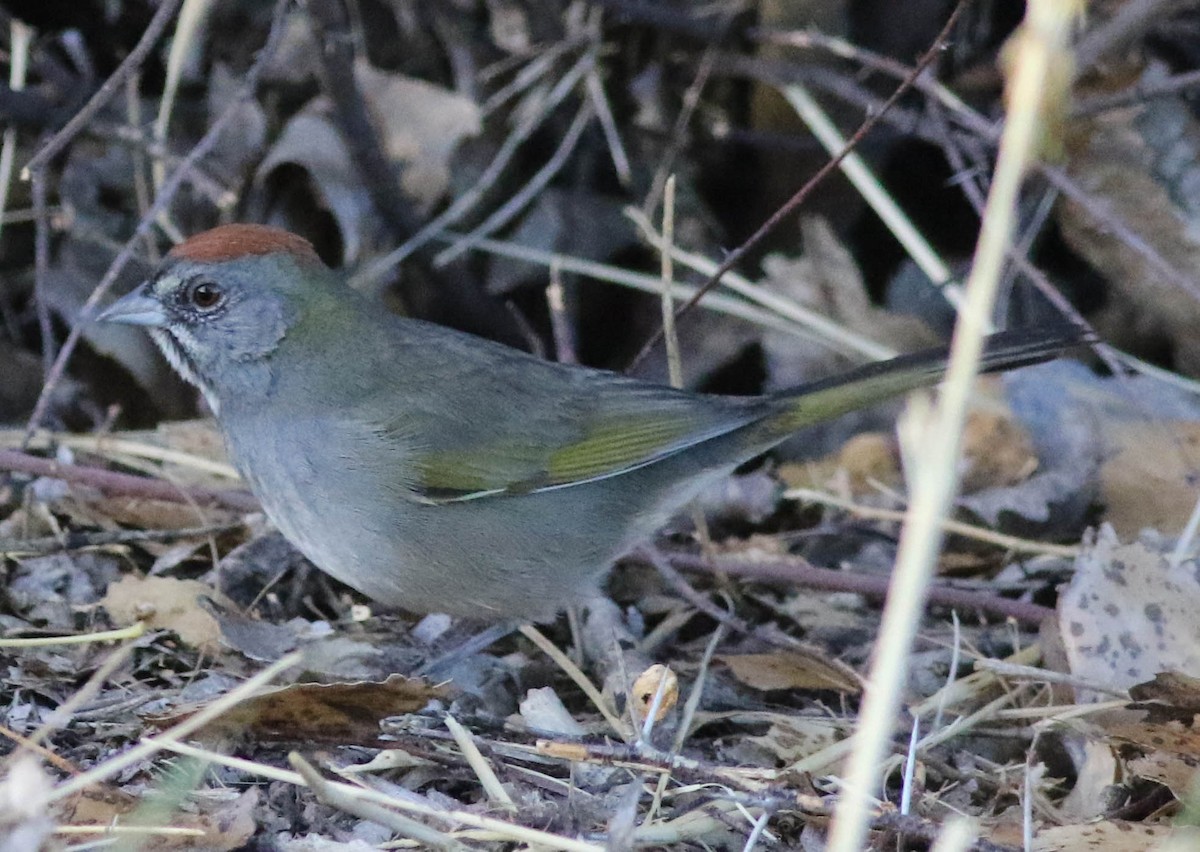 Green-tailed Towhee - ML74777131