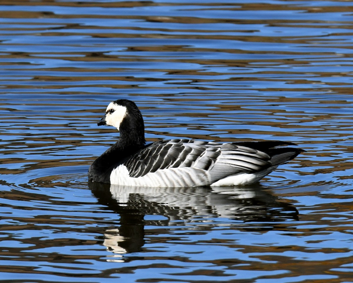 Barnacle Goose - ML74777381