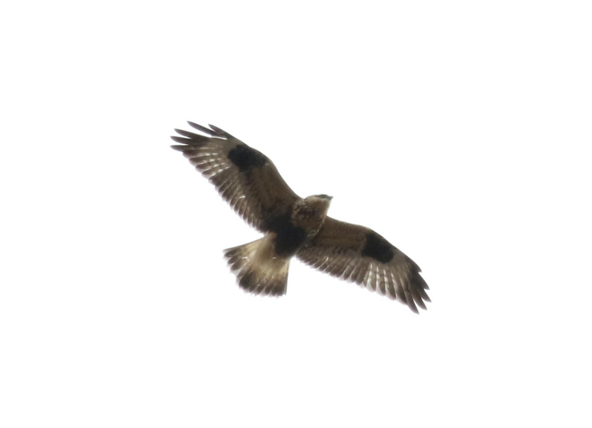 Rough-legged Hawk - ML74777981