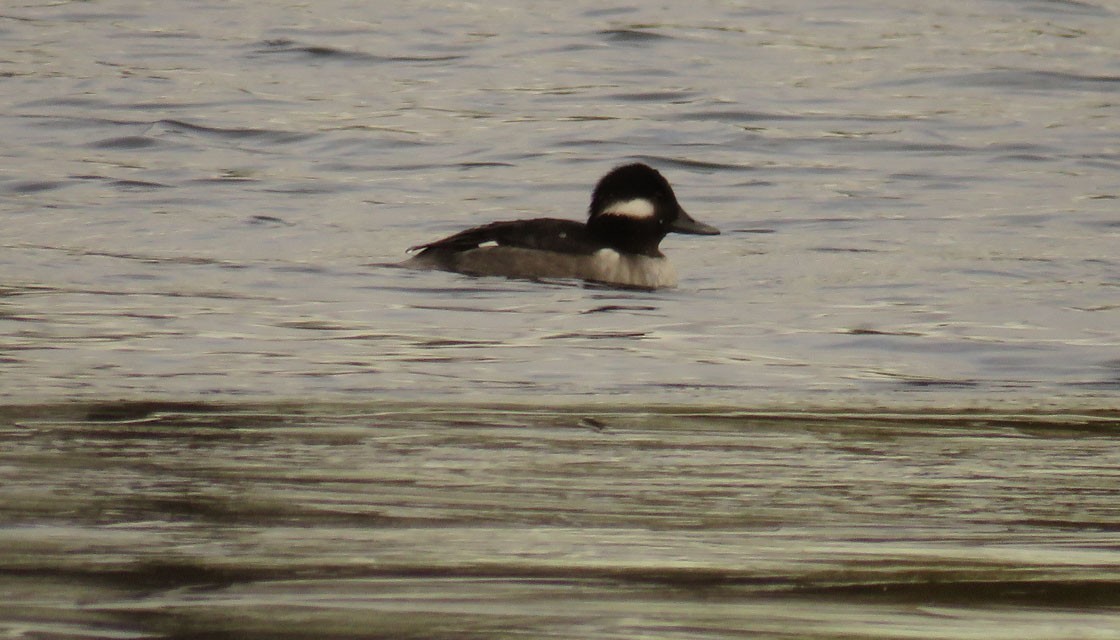 Bufflehead - Thomas Schultz