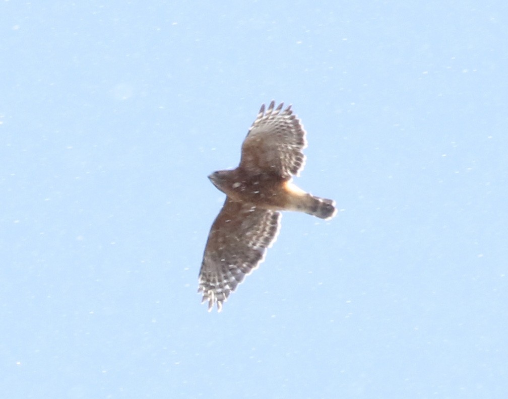 Red-shouldered Hawk - Bobby Brown