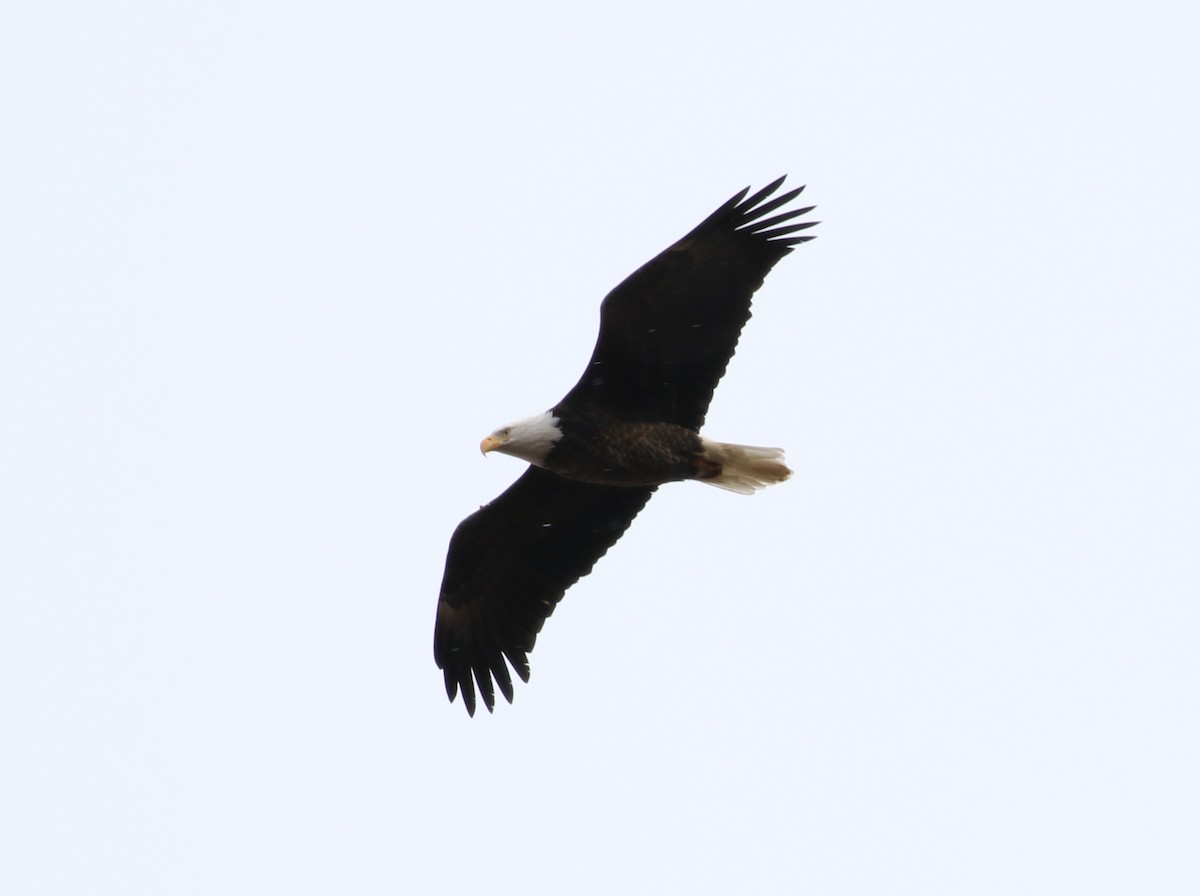 Bald Eagle - Bobby Brown