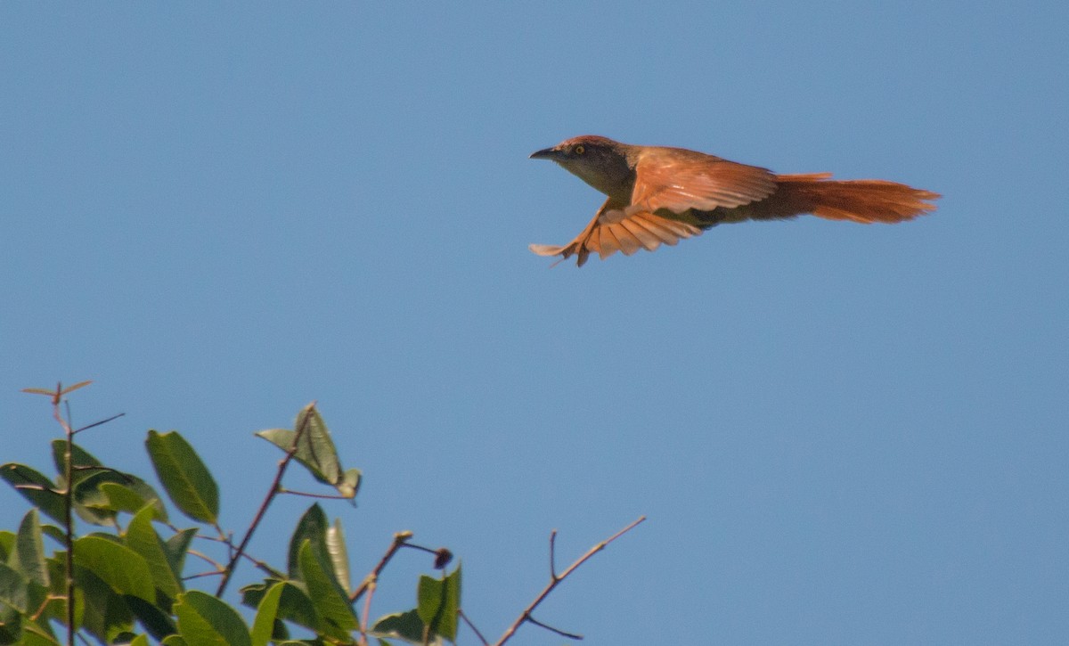 Greater Thornbird - Thierry Rabau