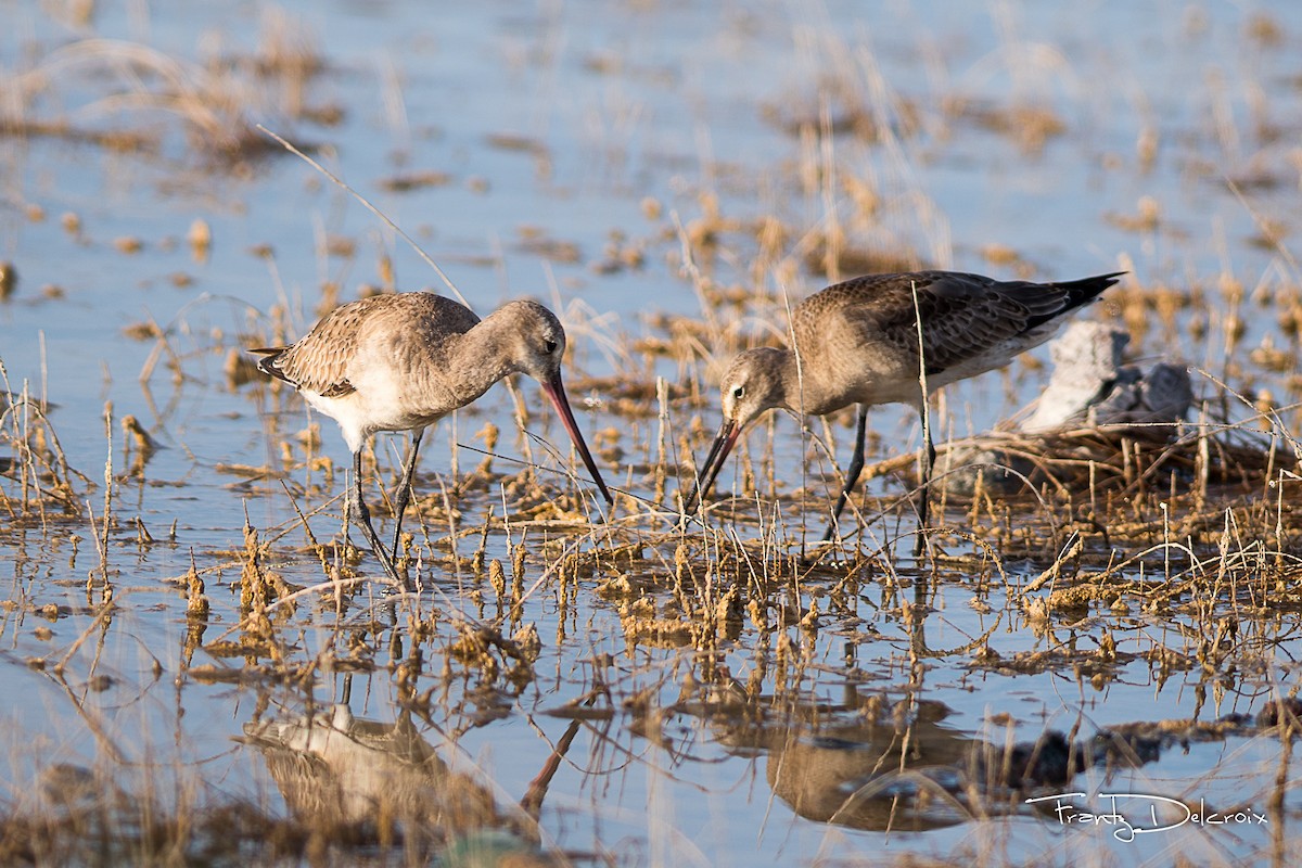 Hudsonian Godwit - Frantz Delcroix (Duzont)