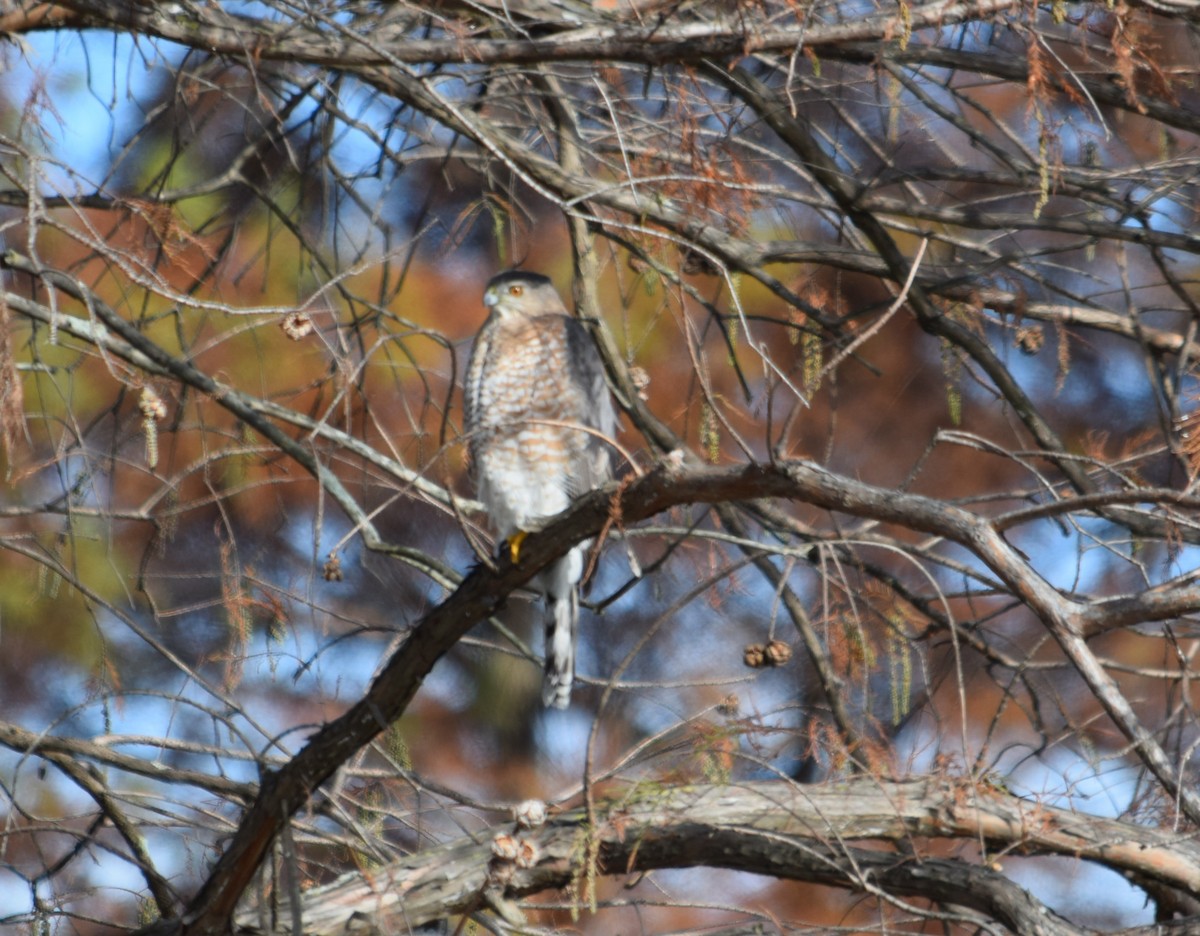Cooper's Hawk - ML74780761