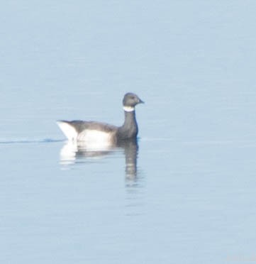 Brant - ML74782211