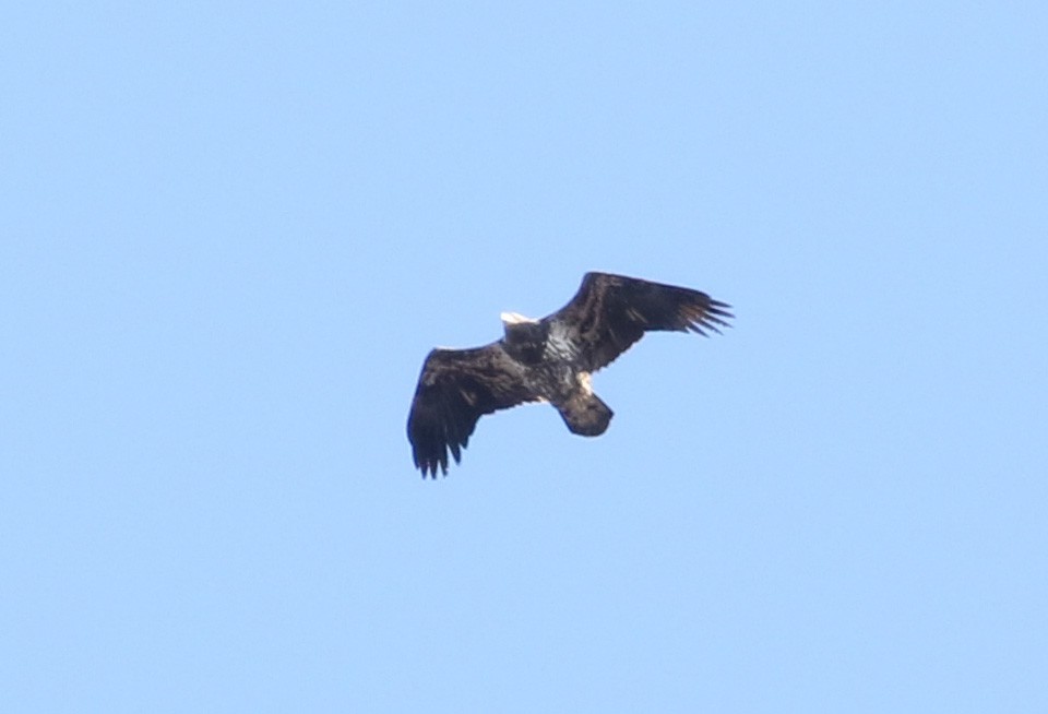 Bald Eagle - Bobby Brown