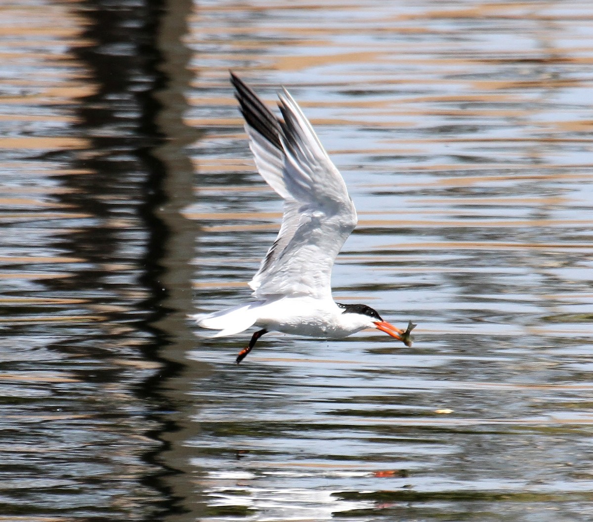 Elegant Tern - ML74782681