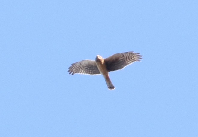 Northern Harrier - ML74782861