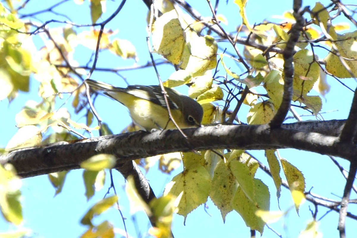 Mavi Başlı Vireo - ML74783701