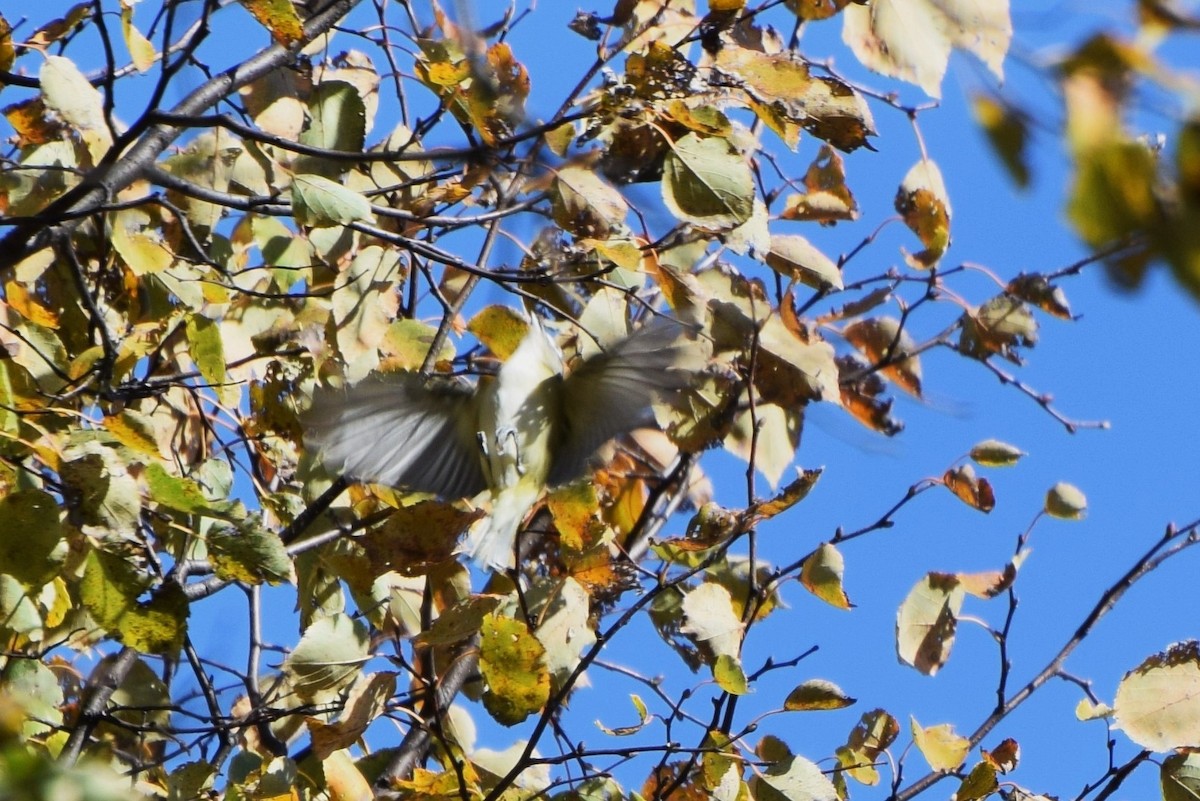 Blue-headed Vireo - irina shulgina