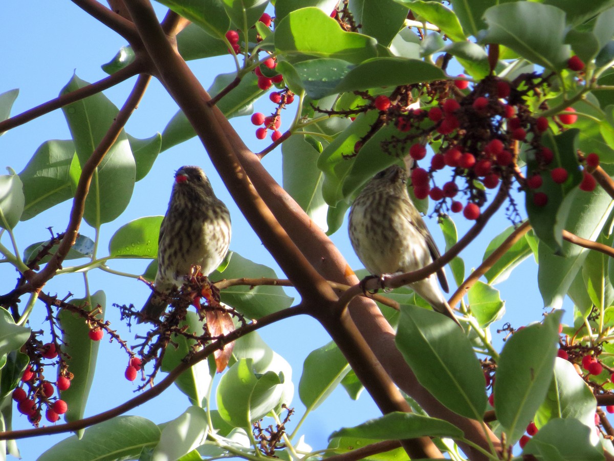 Purple Finch - ML74784061