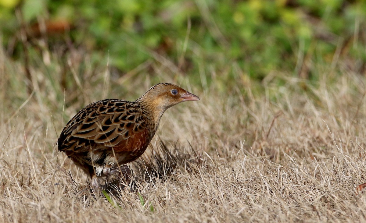 Corn Crake - Jay McGowan