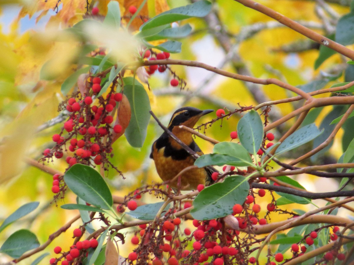 Varied Thrush - ML74784181