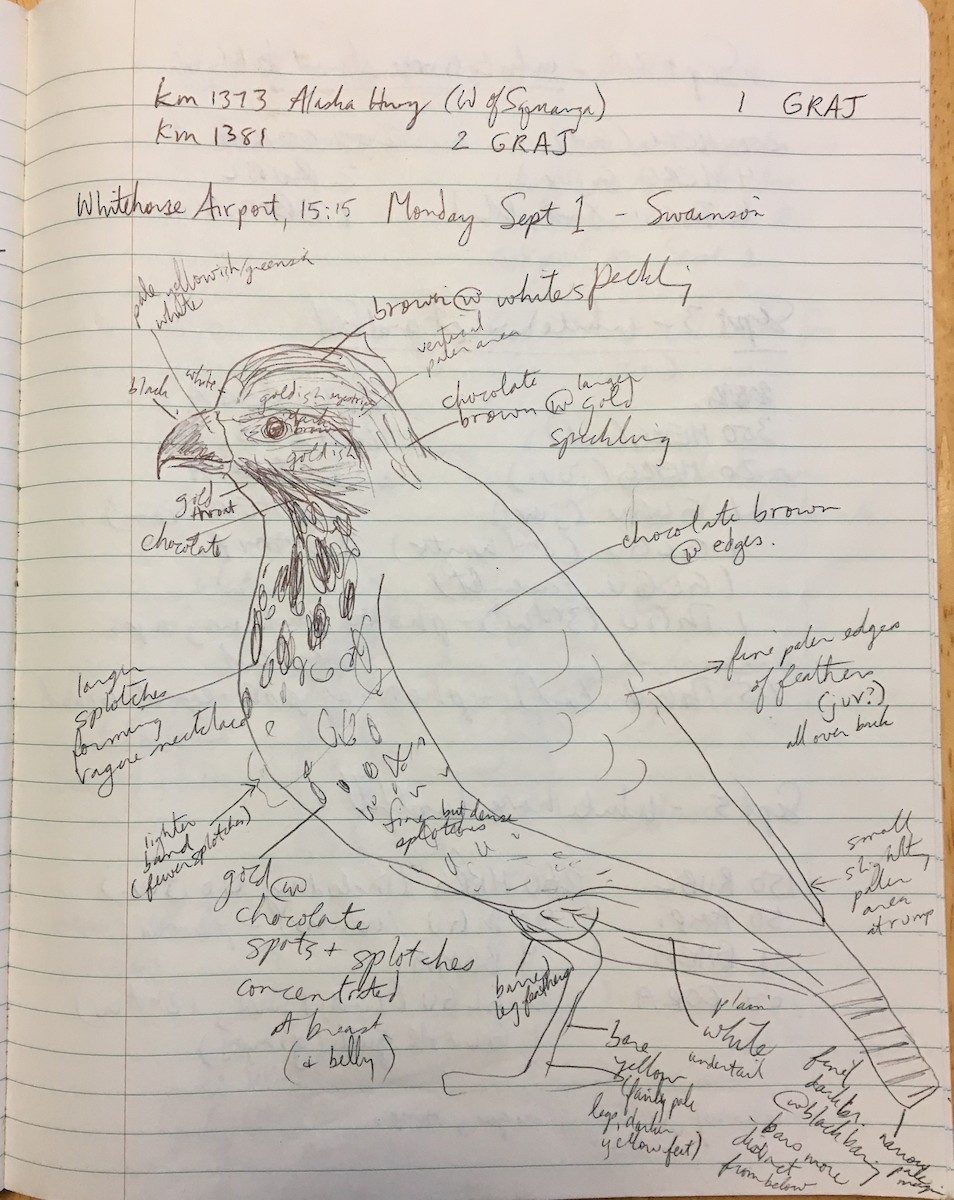 Swainson's Hawk - ML74785441