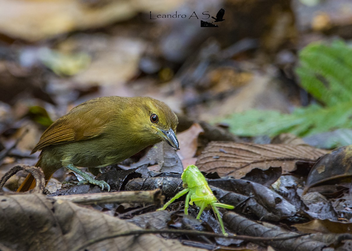 Russet Antshrike - ML74787211