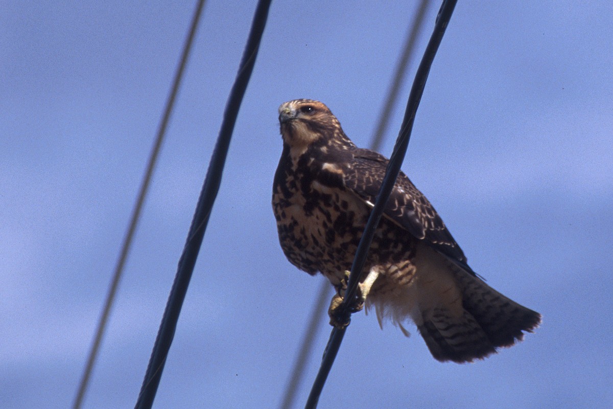 Swainson's Hawk - ML74787331