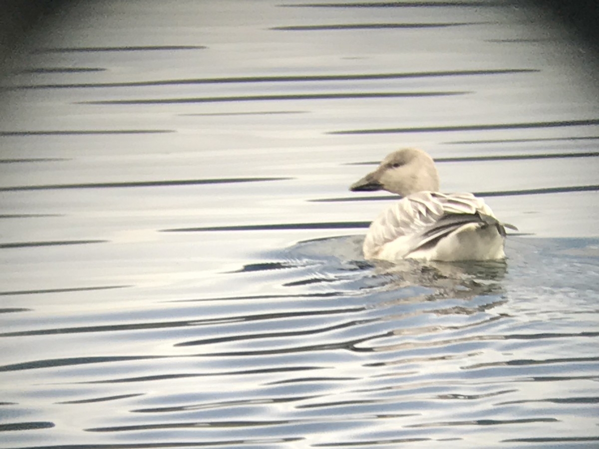 Snow Goose - ML74787531