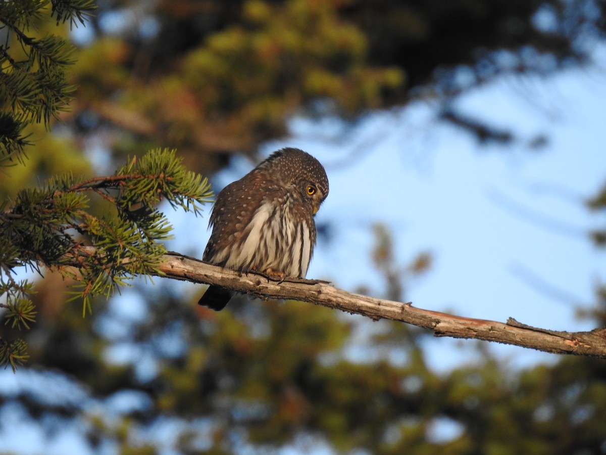 Northern Pygmy-Owl - Nick Ramsey