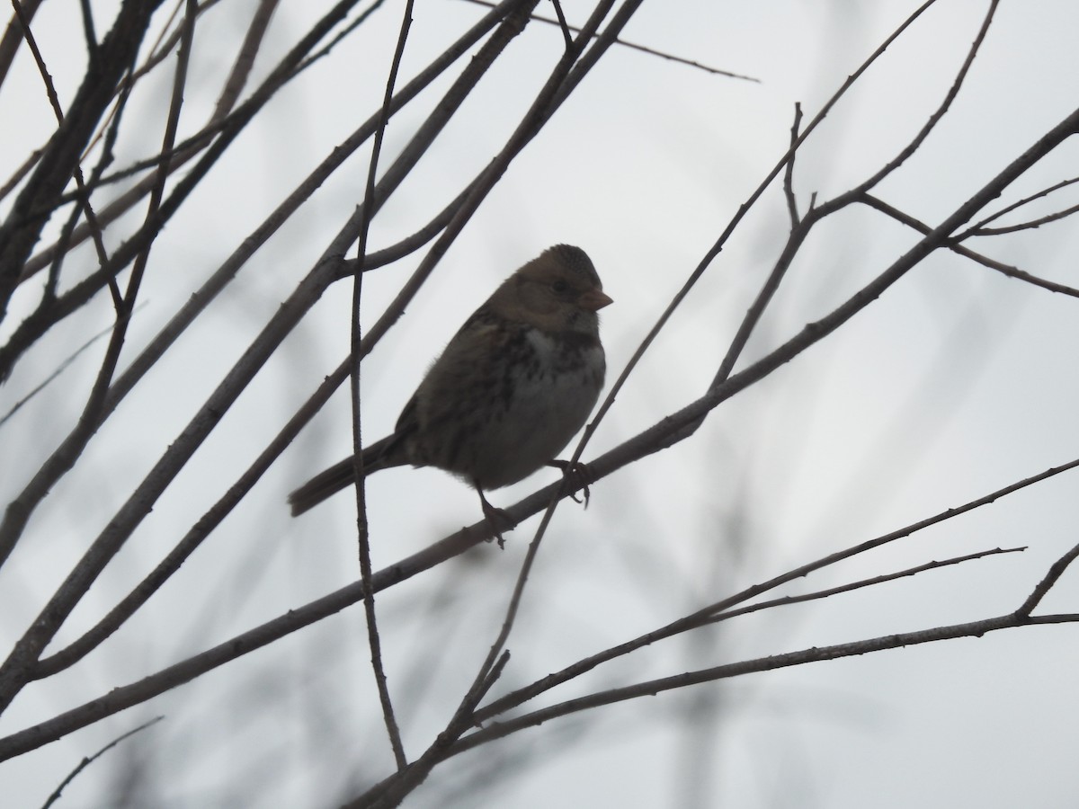 Harris's Sparrow - Nick Ramsey