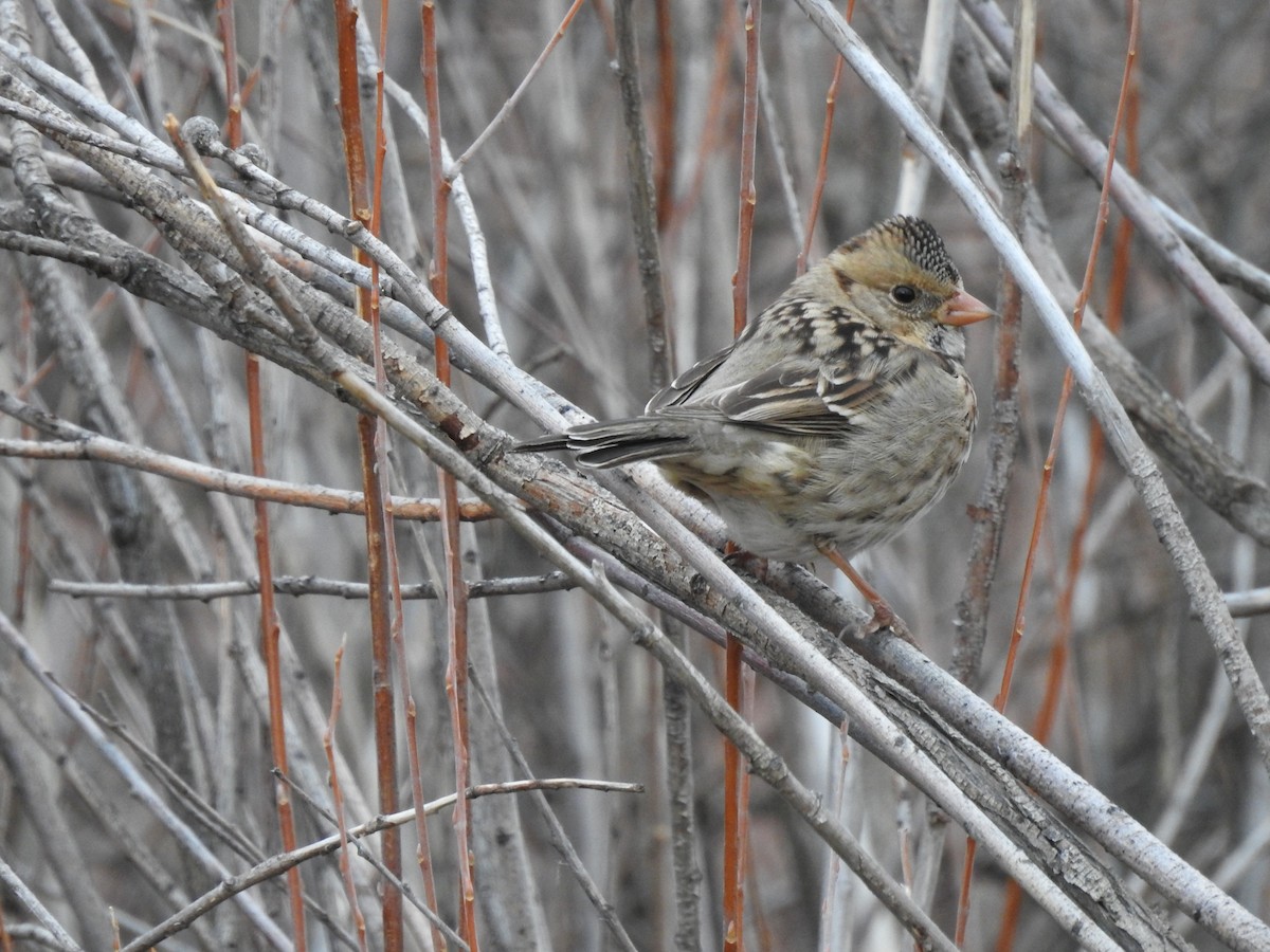 Harris's Sparrow - Nick Ramsey