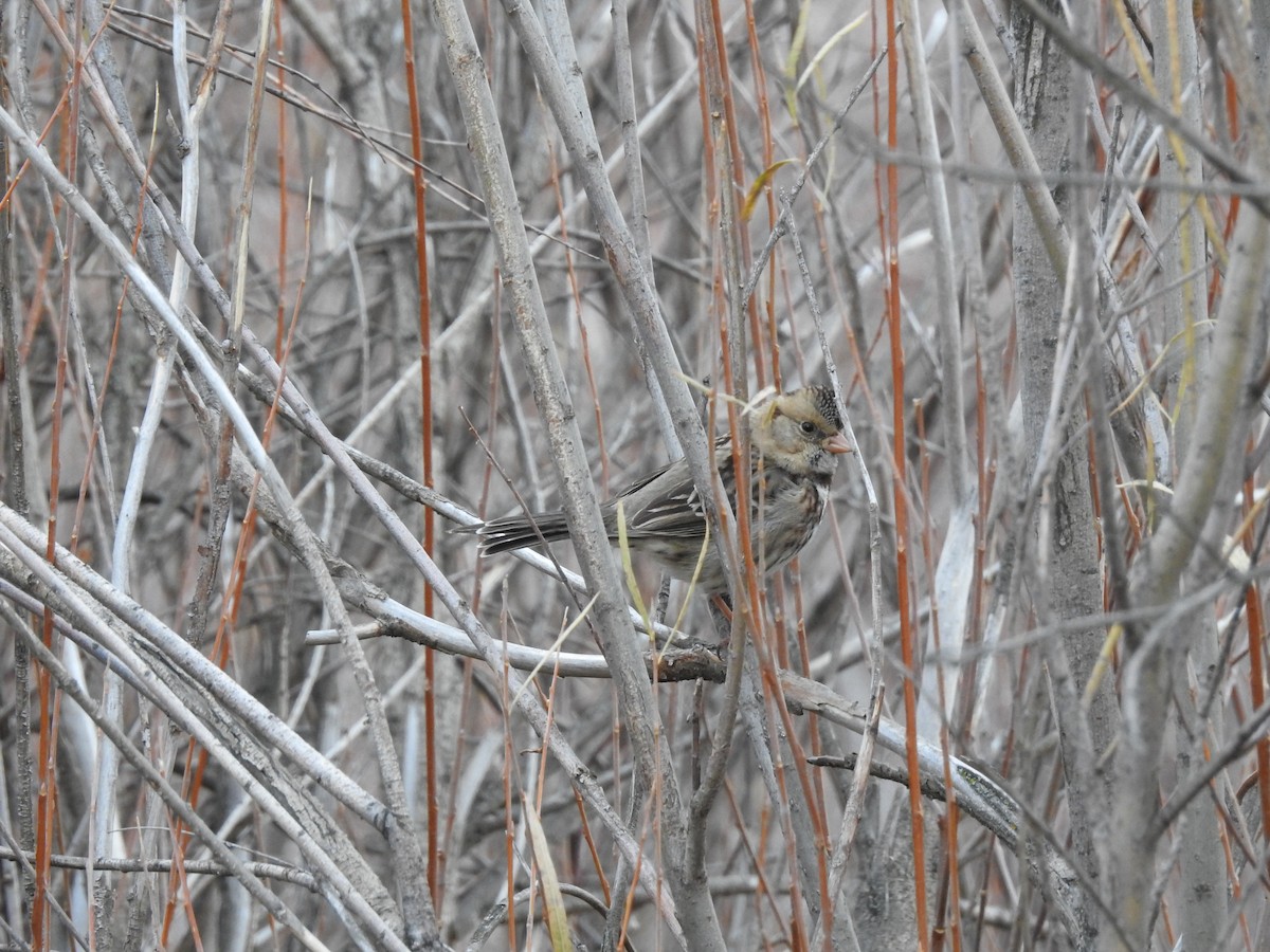 Harris's Sparrow - ML74790141