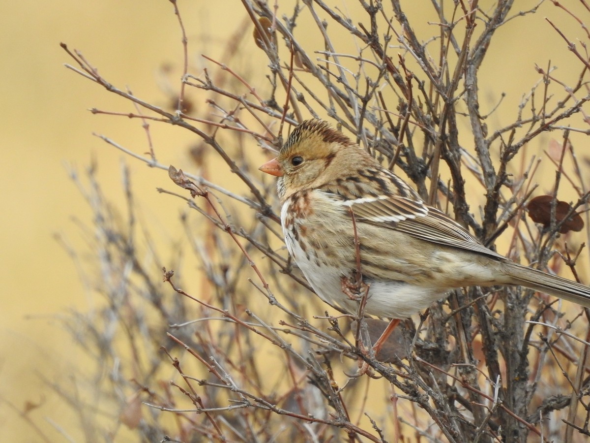 Harris's Sparrow - ML74790151