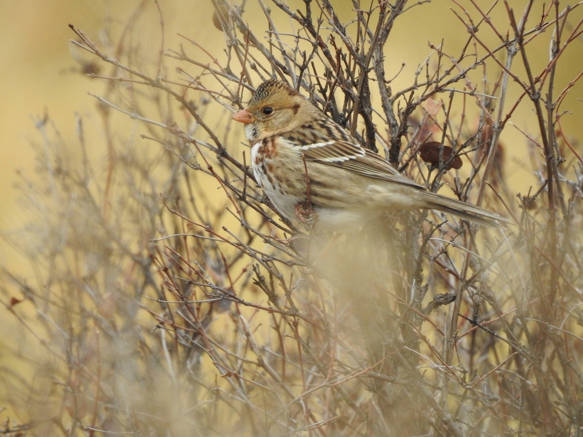 Harris's Sparrow - ML74790161