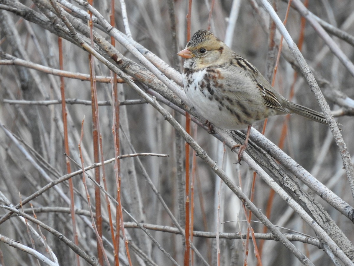 Harris's Sparrow - ML74790171