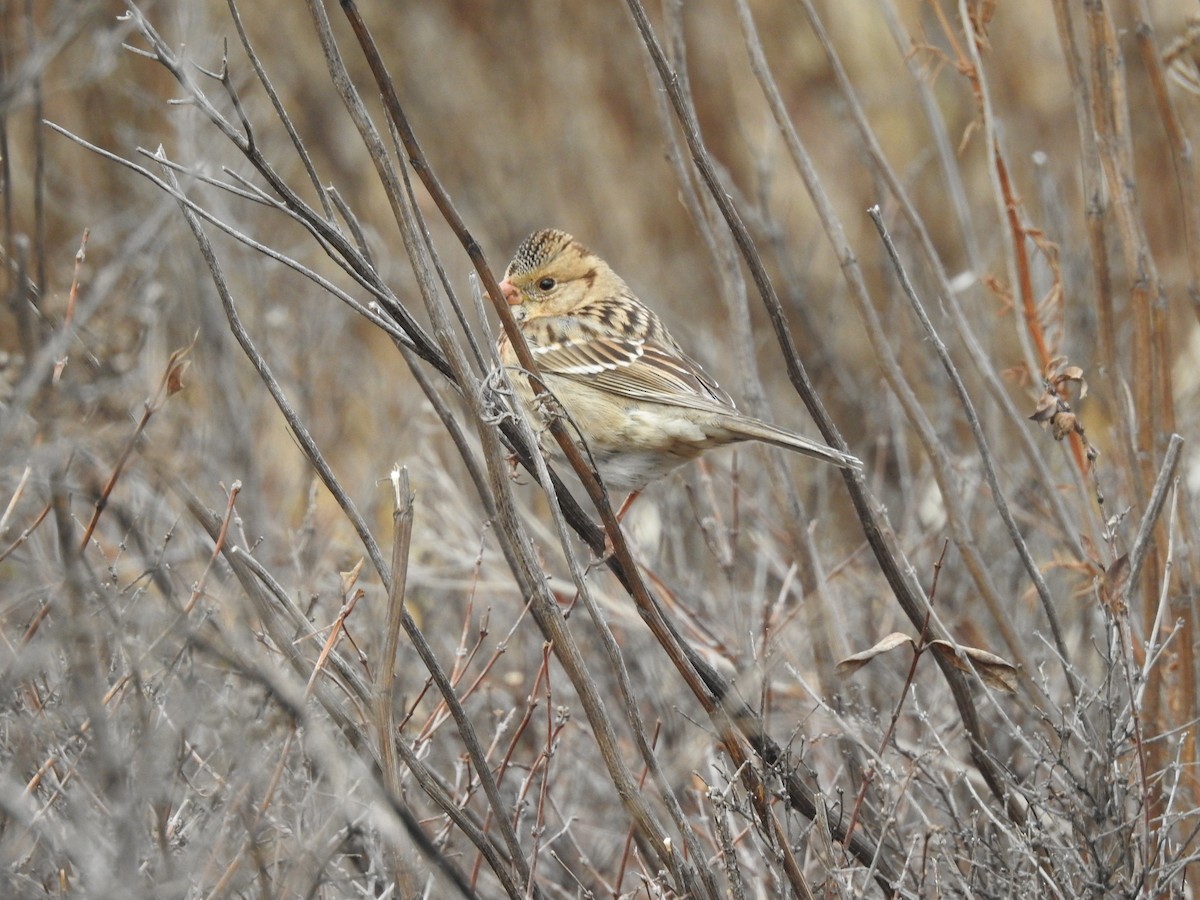 Harris's Sparrow - ML74790211