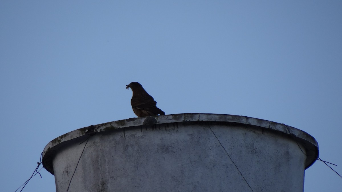 Chimango Caracara - ML74791911