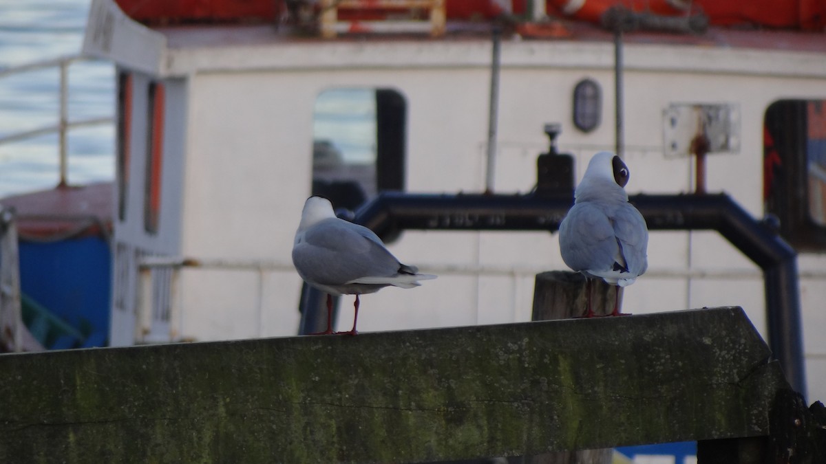 Brown-hooded Gull - ML74792091