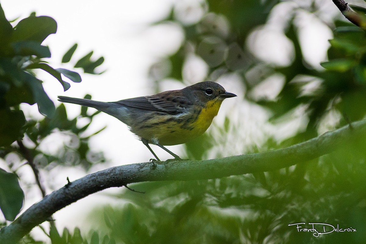 Kirtland's Warbler - ML74792261