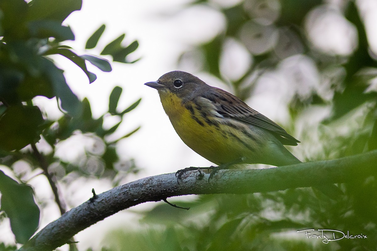 Kirtland's Warbler - ML74792281