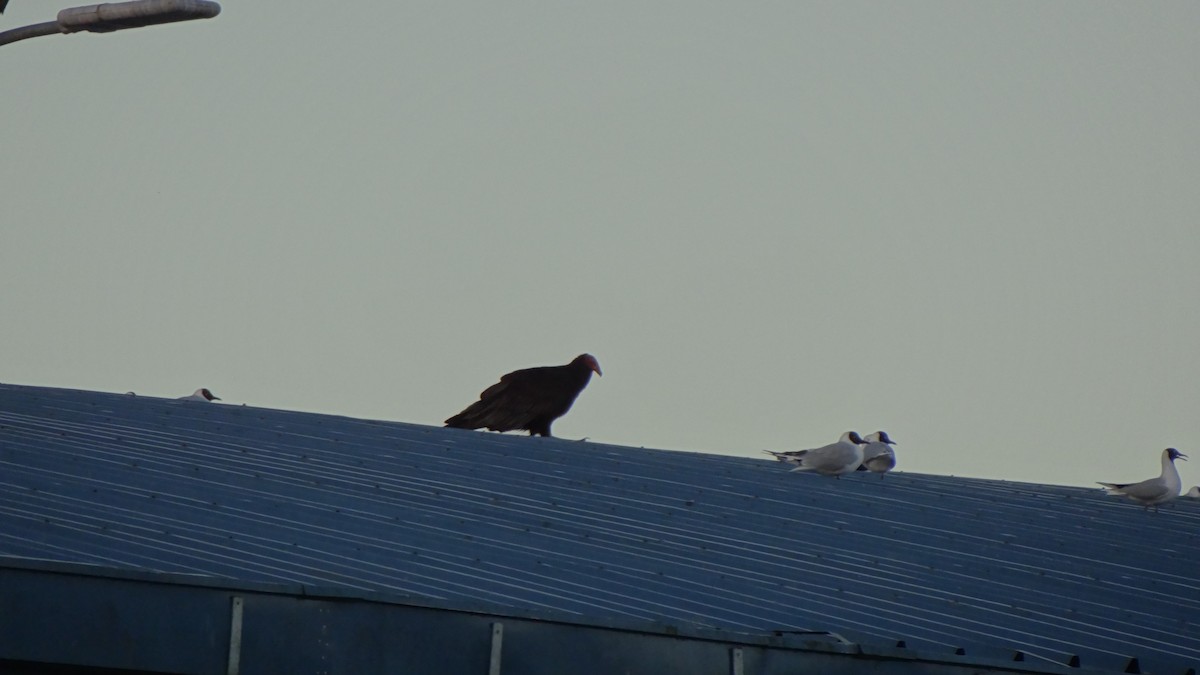 Turkey Vulture - ML74792321