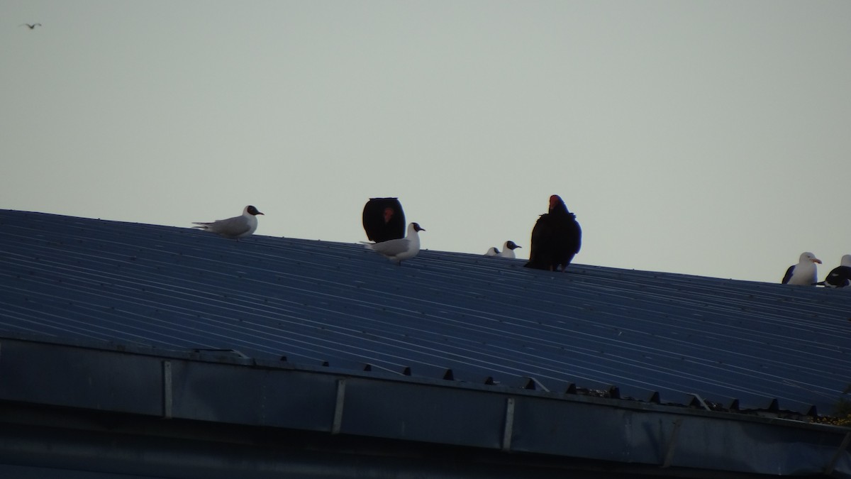 Turkey Vulture - ML74792381