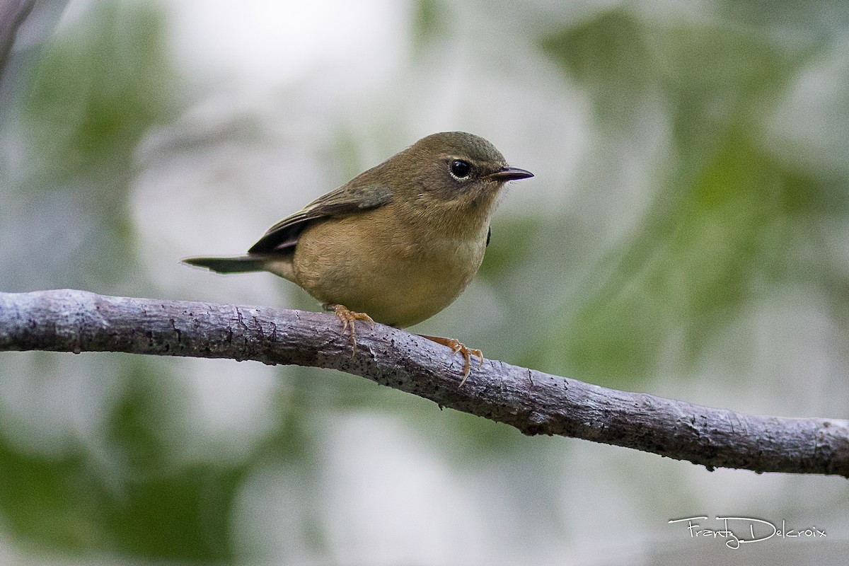 Black-throated Blue Warbler - ML74792571