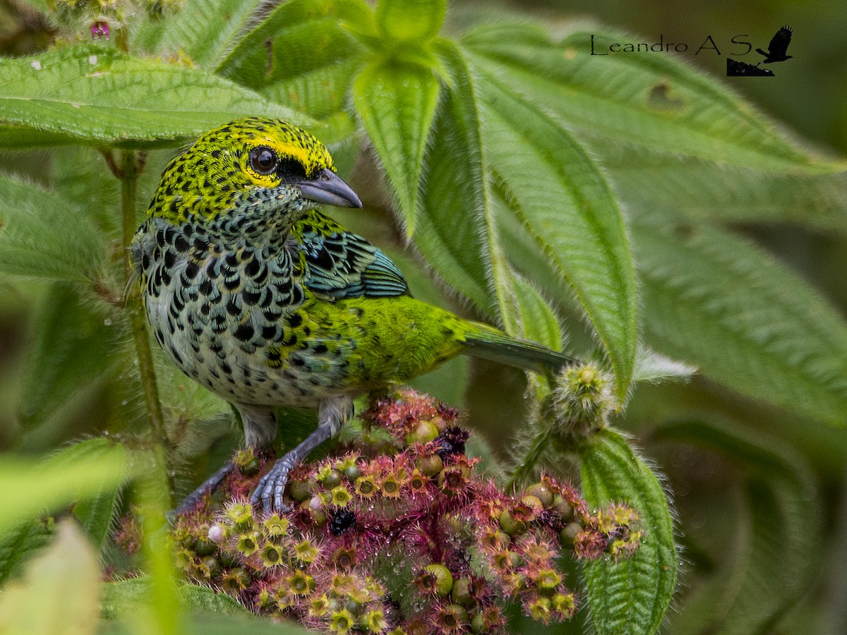 Speckled Tanager - Leandro Arias