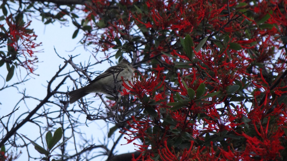 Ak Tepeli Elenya (chilensis) - ML74792841